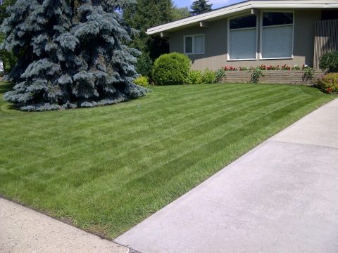 Dave Does Lawns Ltd photo 8